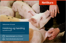 Last inn bildet i Galleri-visningsprogrammet, Holdning og handling — for svineprodusenter
