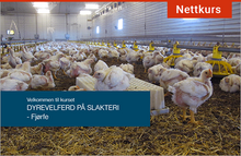 Last inn bildet i Galleri-visningsprogrammet, Animalias nettkurs «Dyrevelferd på fjørfeslakteri» er godkjent som grunnlag for å søke Mattilsynet om kompetansebevis for arbeid på slakterier.