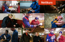 Last inn bildet i Galleri-visningsprogrammet, Dyrevelferdsprogrammer for veterinærer (alle moduler)