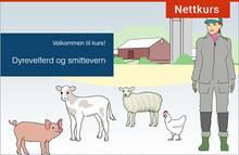 Last inn bildet i Galleri-visningsprogrammet, Dyrehelse og smittevern - for storfe, gris, fjørfe og sau — nettkurs

