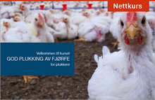 Last inn bildet i Galleri-visningsprogrammet, Nettkurset "God plukking av fjørfe" er beregnet for plukkere, og tar blant annet for seg plukkeforberedelser, bedøving og avliving, transportegnethet og plukkemetoder for ulike fjørfearter.
