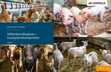 Last inn bildet i Galleri-visningsprogrammet, Dyrevelferdsprogrammer for veterinærer (alle moduler)
